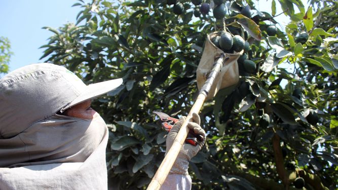 Aguacate de Cajamarca Tolima abriéndose paso a Europa