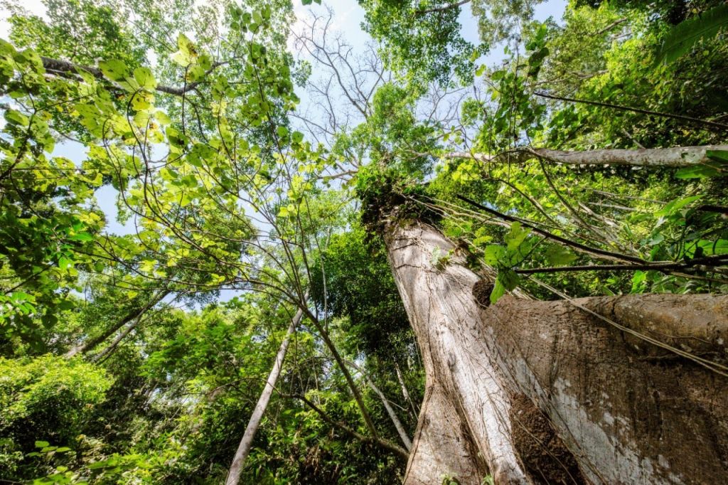 Por aprovechamiento ilícito de madera, habitantes de Coello-Cócora pagarán $30 millones de multa a Cortolima