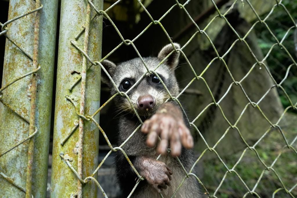 Identificada cepa de “moquillo” que afecta a fauna silvestre del Tolima