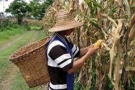 Pérdidas millonarias en cultivos de maíz en el Tolima, dejan las lluvias