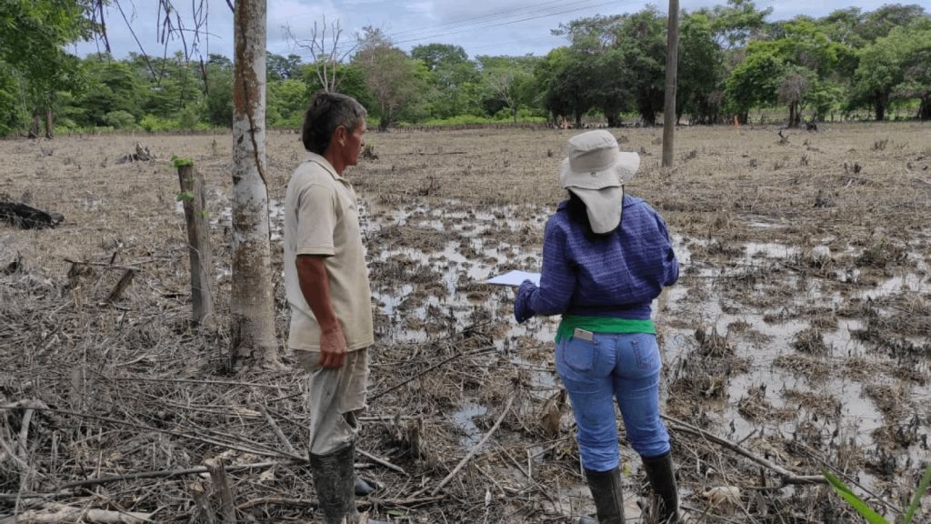 Se perdieron las cosechas en 730 fincas productoras de Cajamarca