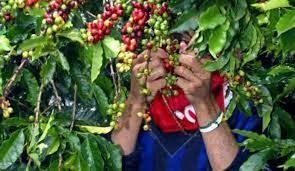 Se dañó la cosecha de Café y  aguacate en Villahermosa.
