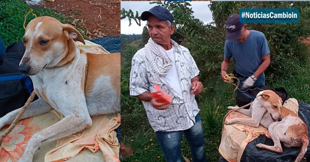 Mariquita es el municipio del Tolima, donde más maltratan los animales