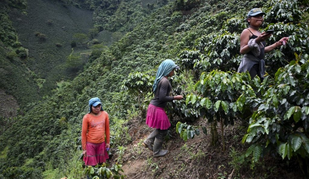 Café Tolimense, conquistó mercados de EEUU, Europa y sur América