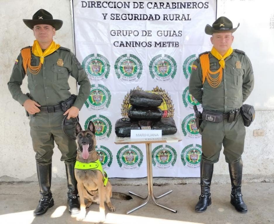 Perro policía Rex, logró incautar otro cargamento de droga en Ibagué