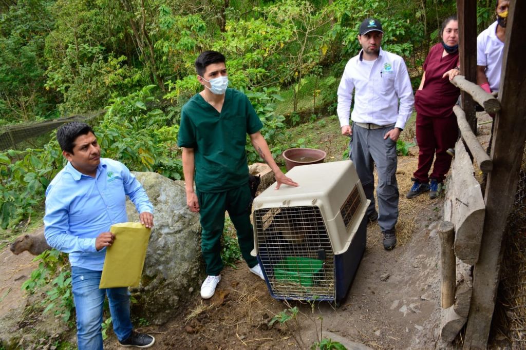 Segunda oportunidad para la fauna silvestre: Cortolima reubicó dos venados en San Antonio del Tequendama
