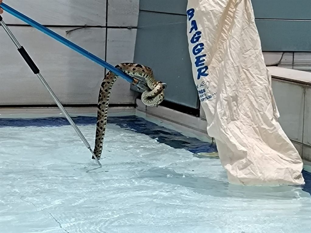 Serpiente rescatada por Cortolima en el Centro Comercial La Estación fue liberada en su hábitat natural