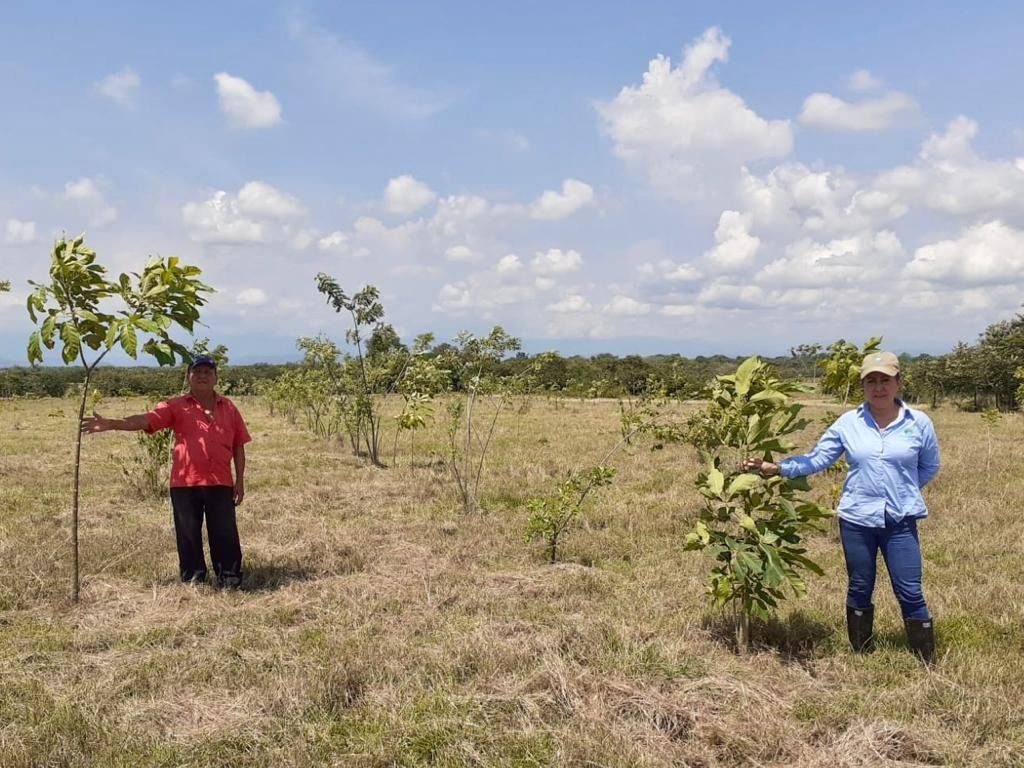 Esto están haciendo en el Tolima, para disminuir efectos del cambio climático