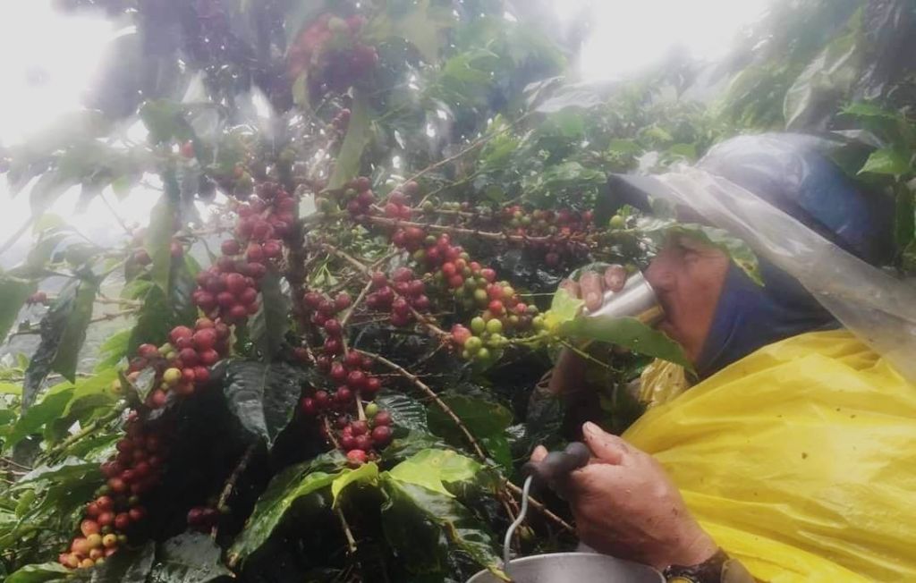 La grave crisis de los Cafeteros en el Tolima