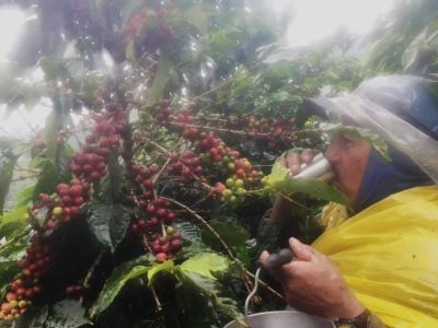 La grave crisis de los Cafeteros en el Tolima