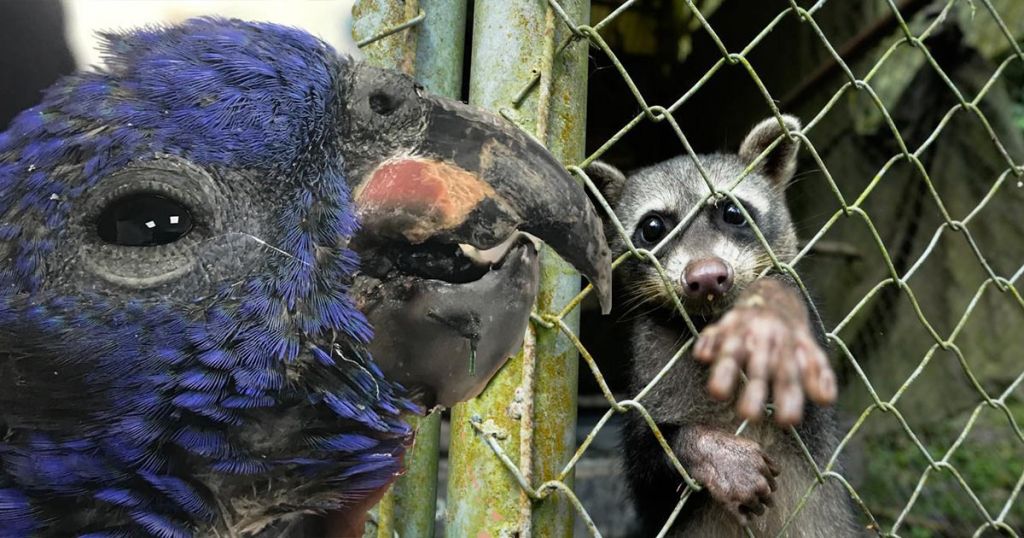 Cortolima aclara en qué situaciones se realiza rescate de animales silvestres