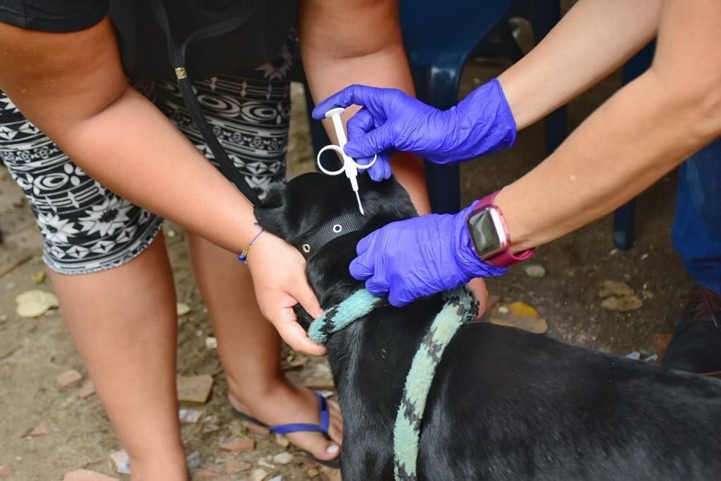 ¿Cómo es la atención de animales vulnerables en el Hospital Veterinario de la Universidad del Tolima?