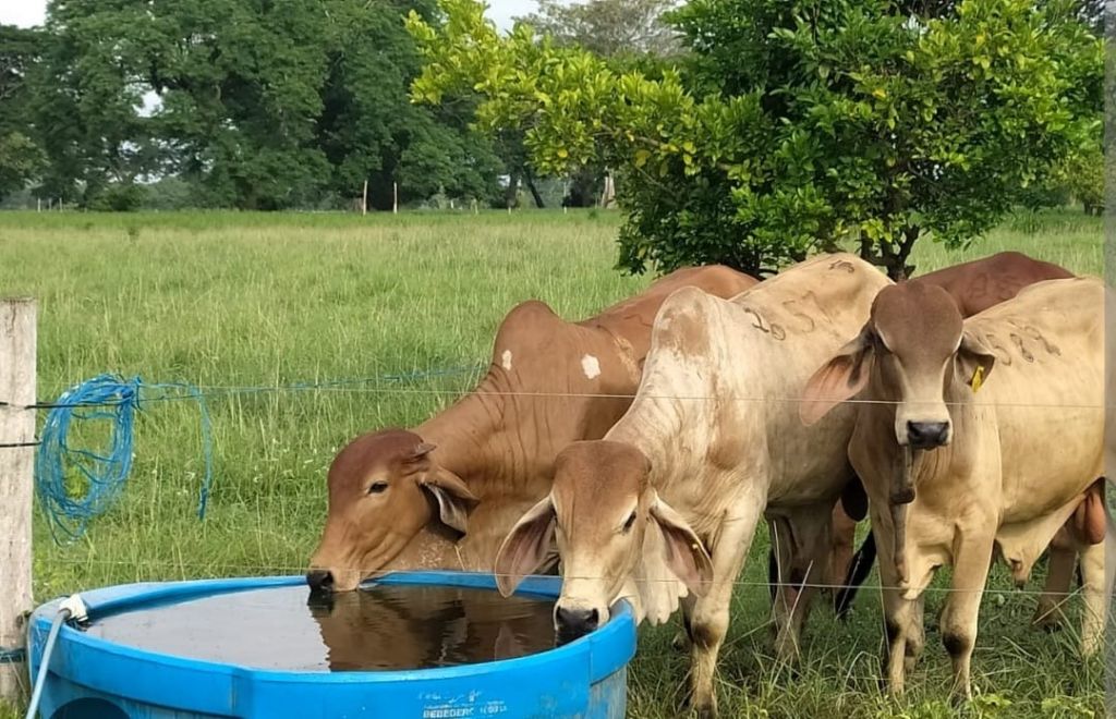 Cayó un 40% la producción lechera en el Tolima.