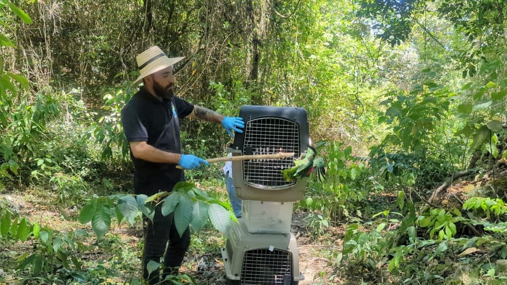 Con la liberación de 22 animalitos, Cortolima celebró el Día Nacional de la Fauna silvestre