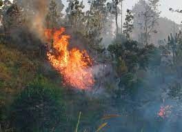 Mil hectáreas arrasadas por incendios forestales en el Tolima