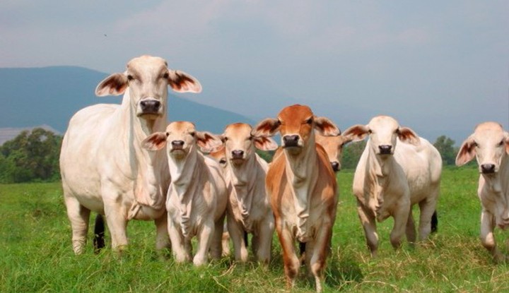 Alcaldía Ibagué cerró parque para destinarlo a guardar vacas