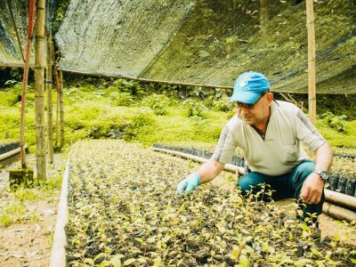 Cortolima invita a la ciudadanía a acceder al material vegetal para la restauración ecológica