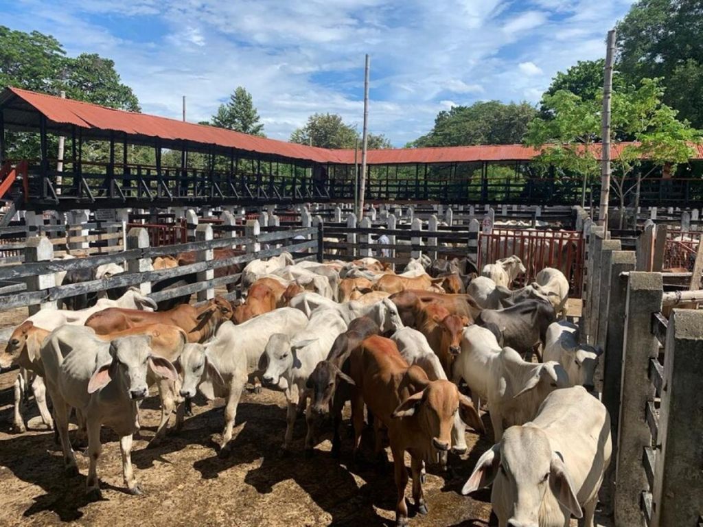 A los ganaderos les pagan barato su producto, pero la carne sigue cara