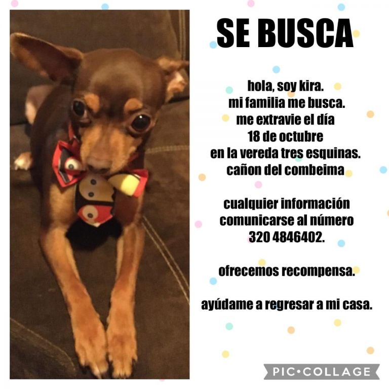 ¿La ha visto? Su familia humana la busca, se perdió en Ibagué