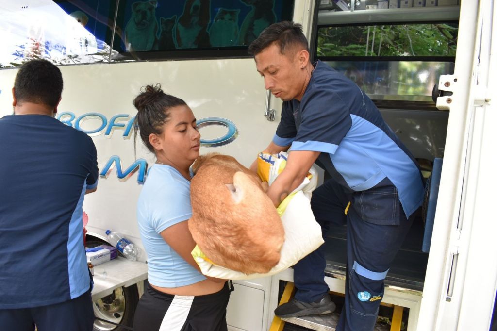 Gobernación seguirá financiando atención de emergencia a mascotas