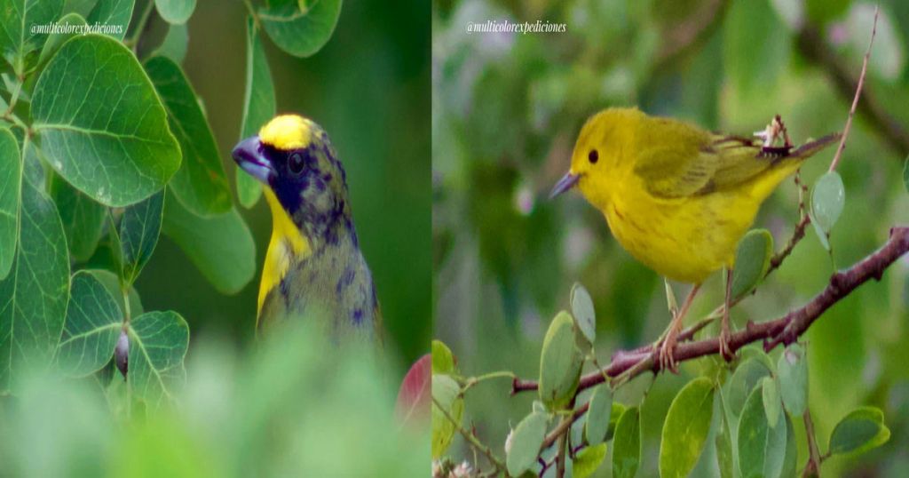 El Devastador Efecto de la pólvora en los animales silvestres