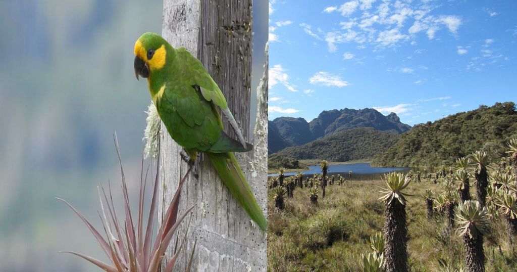 Parque Natural Regional Loros Andinos en Roncesvalles declarado por Cortolima como nueva área protegida