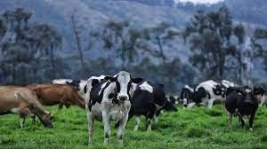 500 vacas han fallecido en el Tolima, por ola de calor
