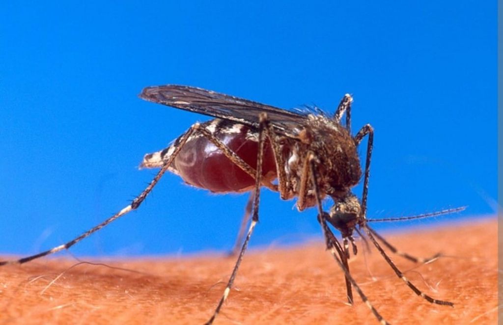 Los casos de dengue en Ibagué, siguen en aumento y contando.