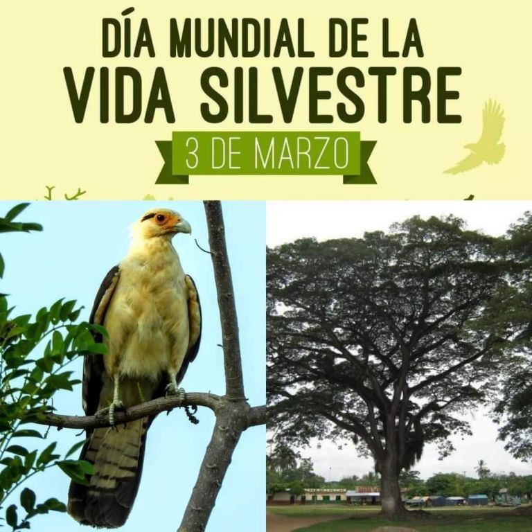 En el Día Mundial de la Vida Silvestre