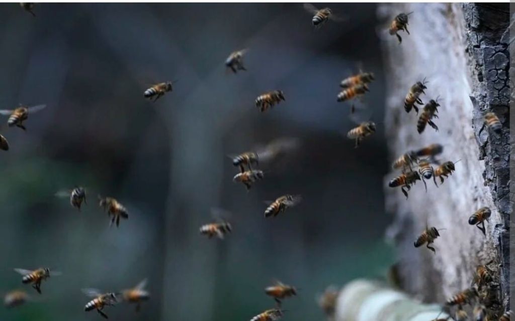 14 personas atacadas por enjambre de abejas en el Norte del Tolima