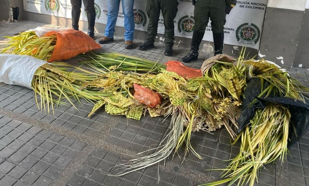 En el Tolima siguen celebrando Domingo de ramos, con palma prohibida