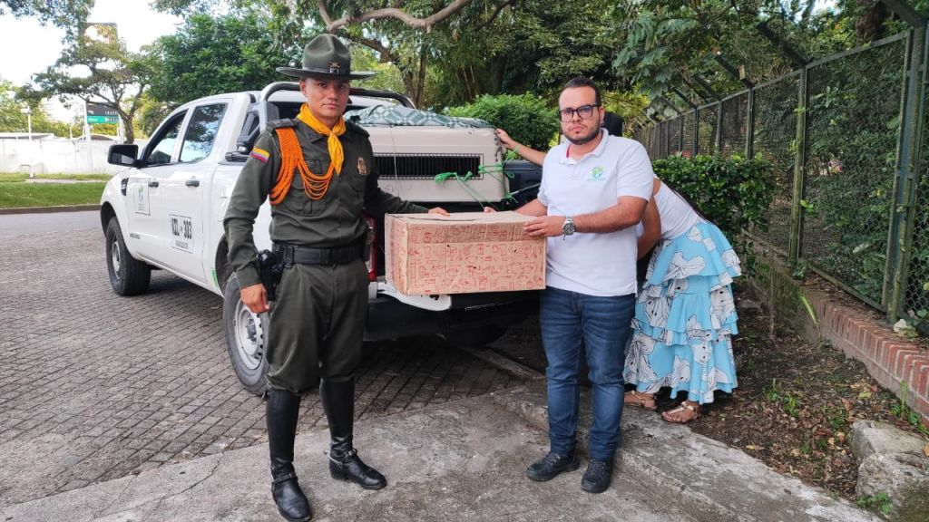 Cortolima, en articulación con la Policía, rescató Ocelote herido en Coyaima