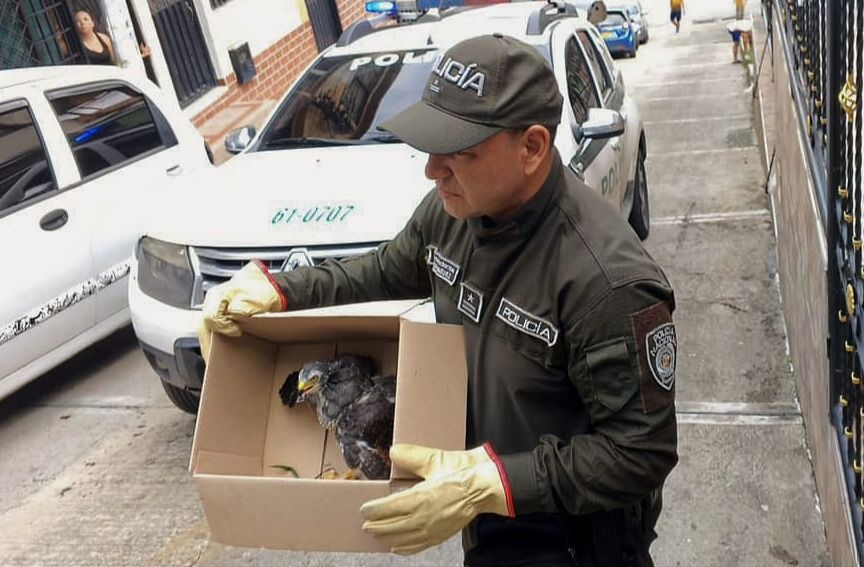 Cortolima al rescate: cría de gavilán extraviado recibió atención veterinaria