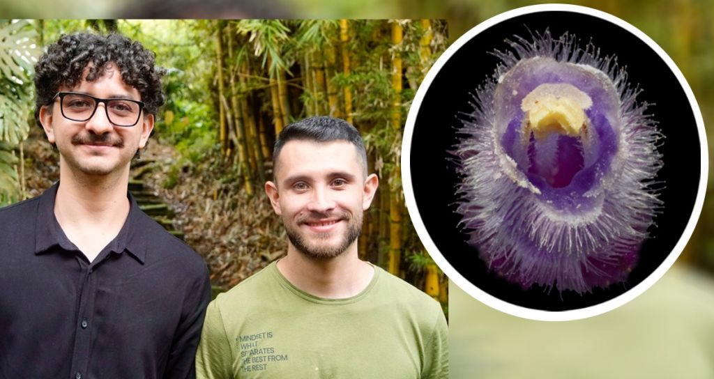 Graduados de la Universidad del Tolima descubren nueva especie de planta endémica en los Andes colombianos.