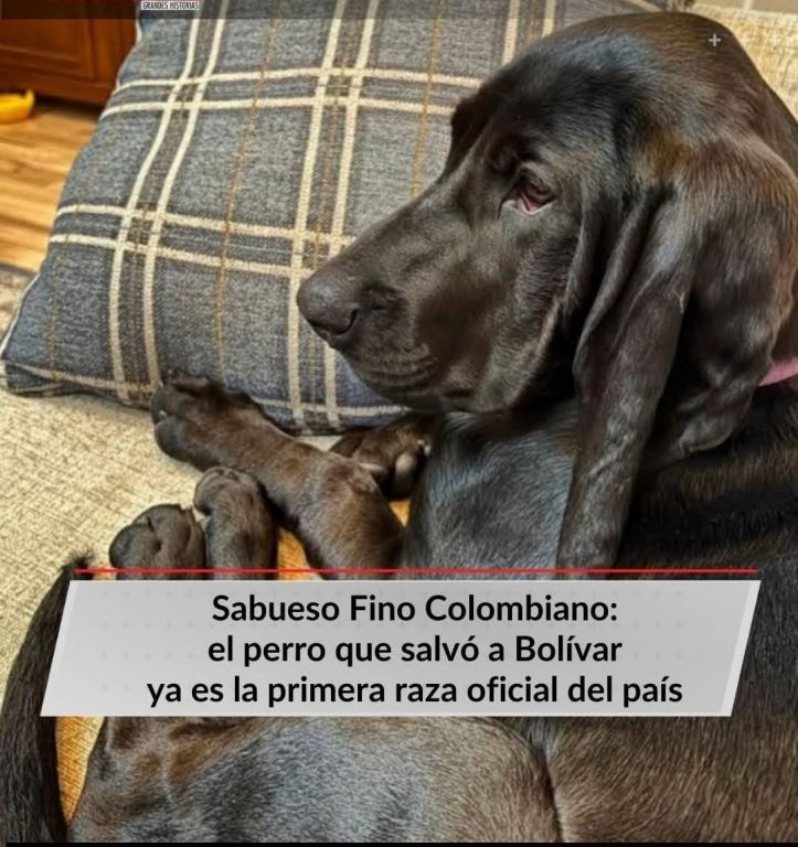 ¡Histórico! Colombia ya tiene su primera raza canina oficial: el Sabueso Fino Colombiano