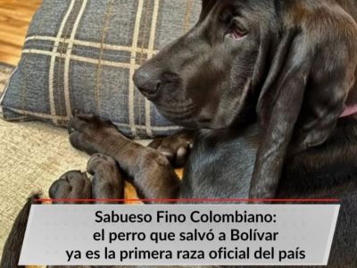 ¡Histórico! Colombia ya tiene su primera raza canina oficial: el Sabueso Fino Colombiano