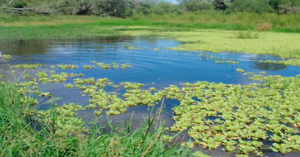 Cortolima respalda inversión en el  humedal la Herreruna del Guamo