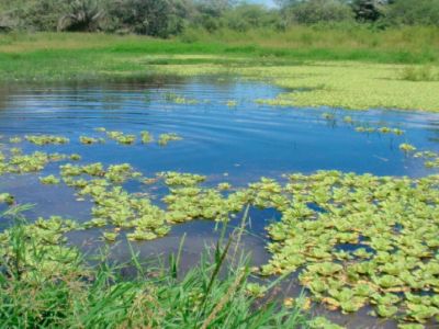 Cortolima respalda inversión en el  humedal la Herreruna del Guamo
