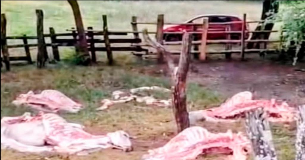 Ladrones No respetan ni la semana santa, sacrifican ganado para robar su carne