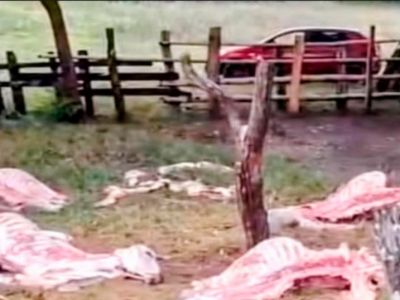 Ladrones No respetan ni la semana santa, sacrifican ganado para robar su carne