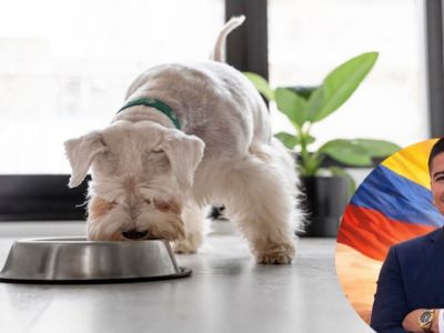 El complejo cuidado de las mascotas. Desde lavar sus trastos en adelante