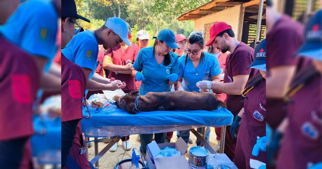 Zarigüeyas, equinos y otras especies: 56 animales atendidos tras los incendios en Tolima