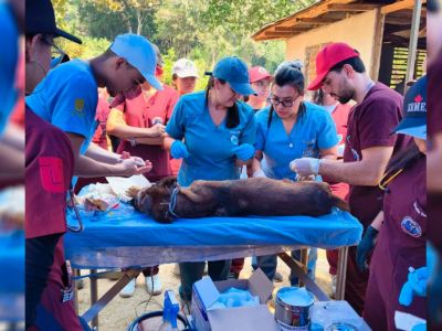 Zarigüeyas, equinos y otras especies: 56 animales atendidos tras los incendios en Tolima