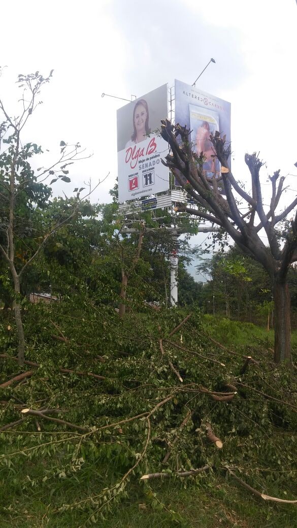 Candidata cometió arboricidio para que su valla se viera