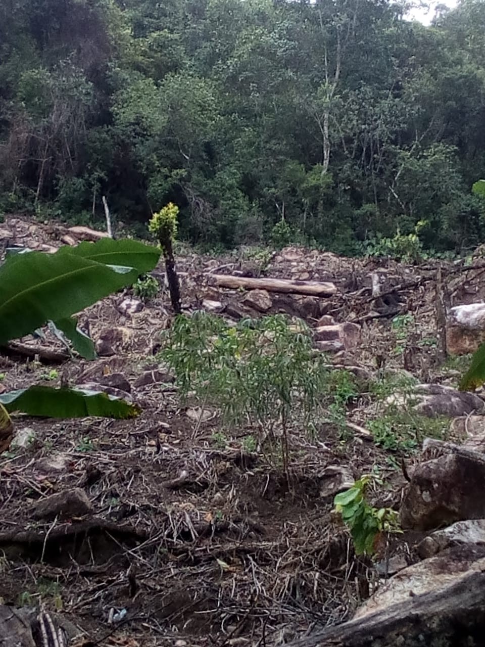 Arrasan bosque para vender lotes piratas en Ibagué