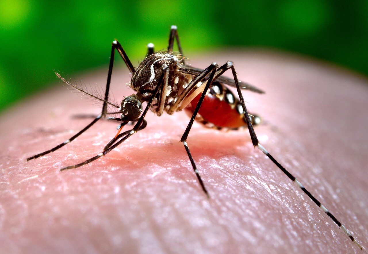 Chikunguña  ha matado 8 Tolimenses Se prenden alarmas