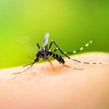 Préstele atención al dengue