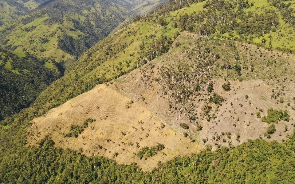 Acaban con palma de cera para cultivar arracacha, en zona rural de Ibagué