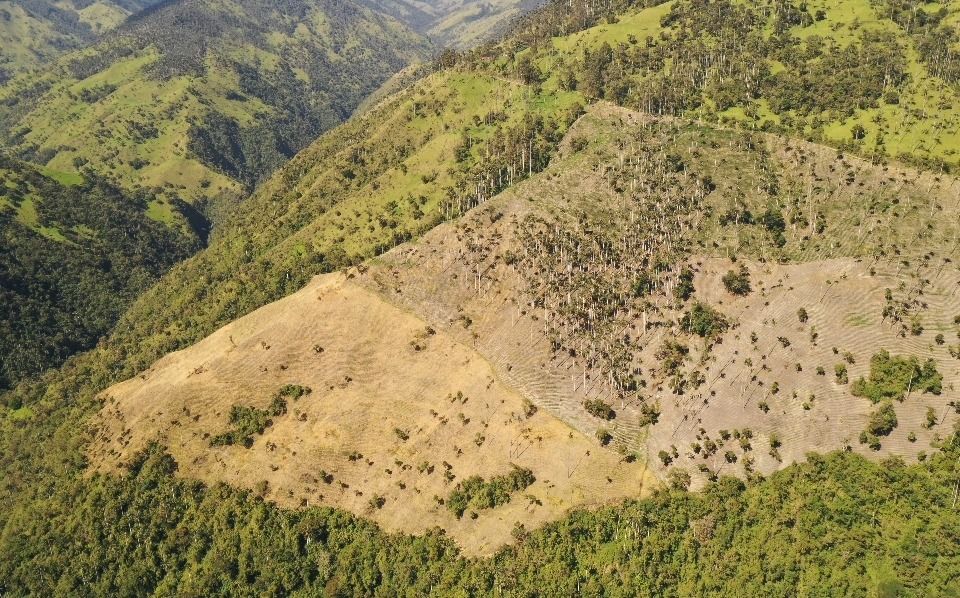 Acaban con palma de cera para cultivar arracacha, en zona rural de Ibagué