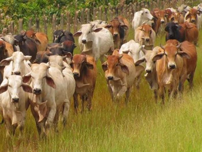 El Tolima territorio libre de aftosa